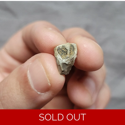 Triceratops Horridus Fossil Dinosaur Shed Tooth Triceratops Horridus Fossil Dinosaur Shed Tooth